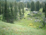 Moose
