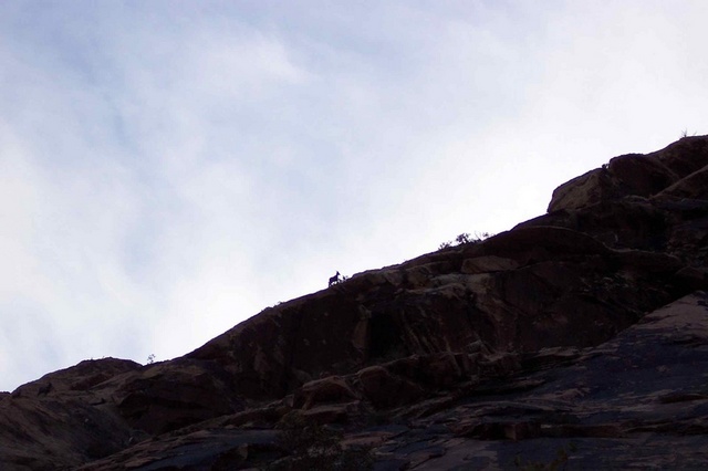 Bighorn, which is why you shouldn't camp in the bottom of the gully