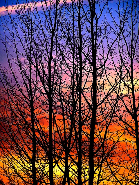 burning tree