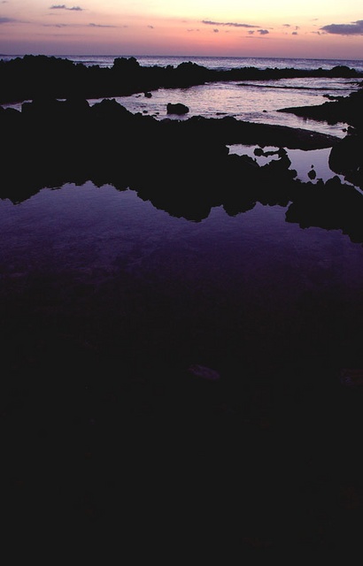 tide pool 