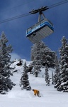 tram 4 800pix 