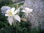 columbine1