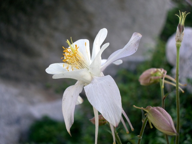 columbine2