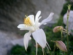 columbine2
