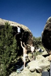 triassic-032203-025